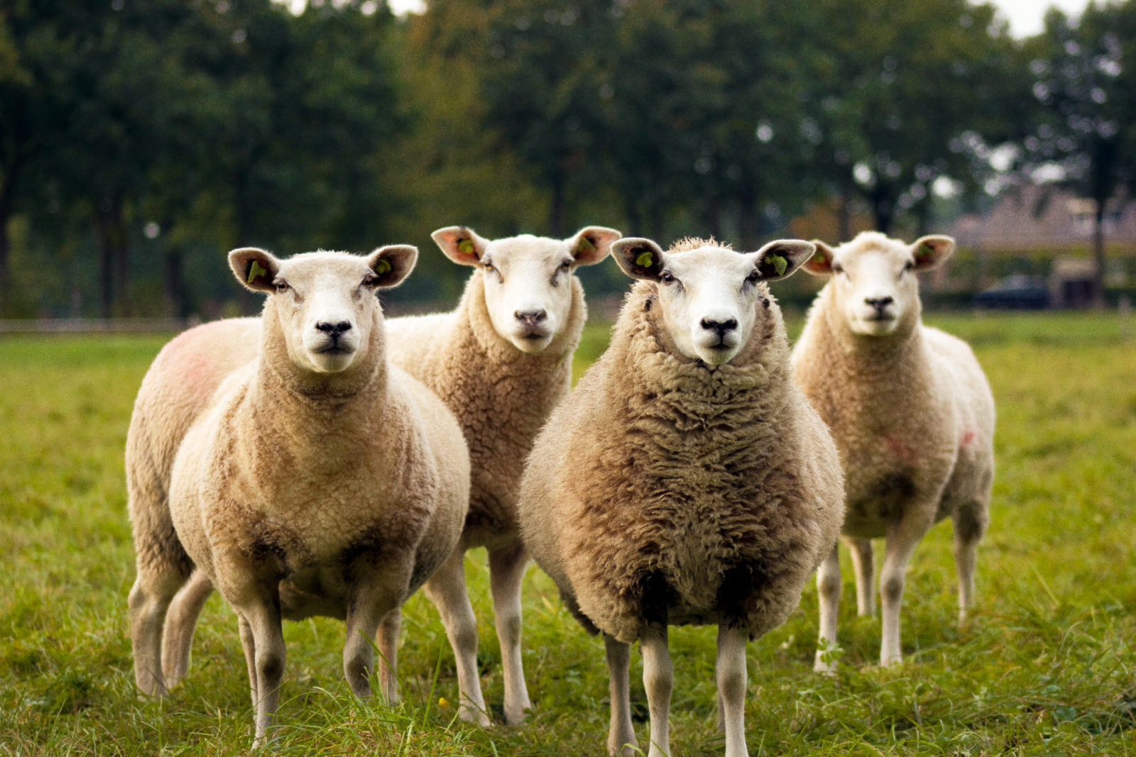 sheeps