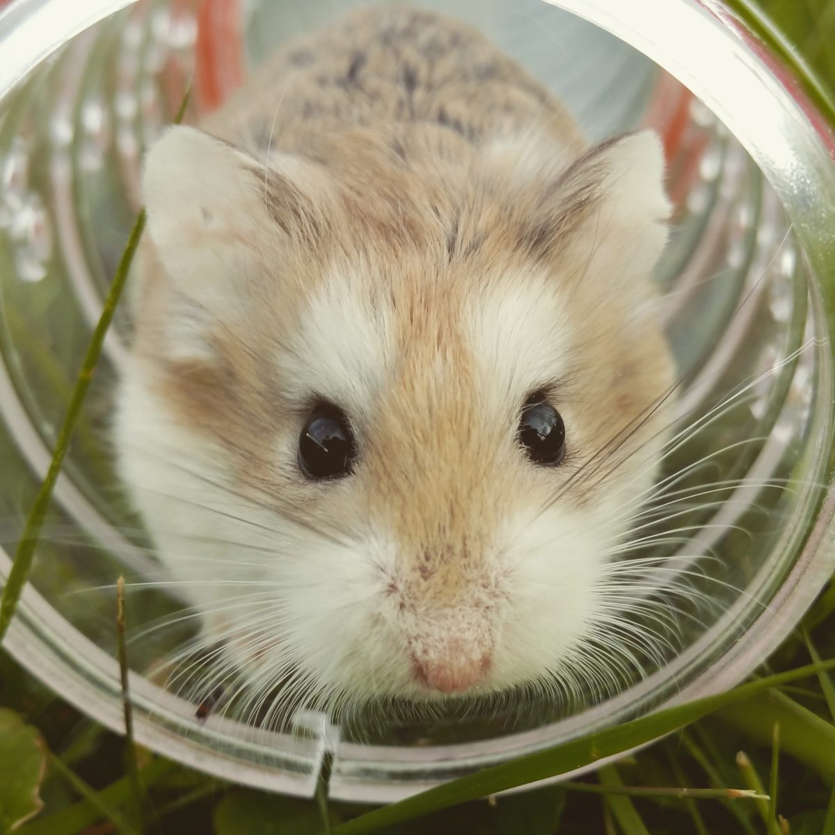 golden hamster