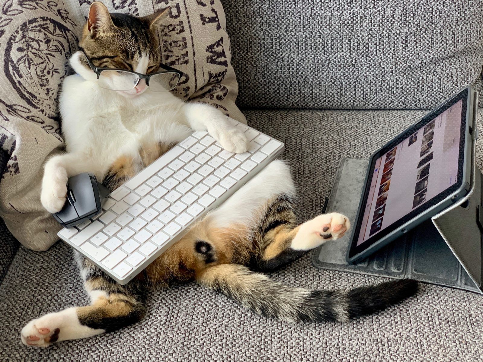 catboard